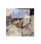 家の中で使用するチャッピーとアリス（個別スタンプ：24）