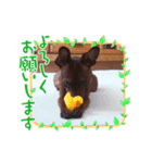 しーちゃんりんたんのスタンプ‎1（個別スタンプ：13）
