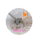 ぷぷちゃんの1日（個別スタンプ：1）