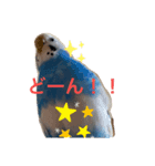 インコのはみごろー（個別スタンプ：1）