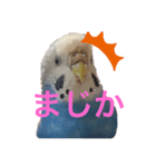 インコのはみごろー（個別スタンプ：2）
