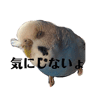 インコのはみごろー（個別スタンプ：3）