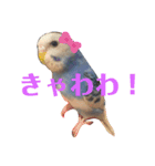 インコのはみごろー（個別スタンプ：4）