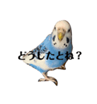 インコのはみごろー（個別スタンプ：5）