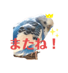インコのはみごろー（個別スタンプ：7）