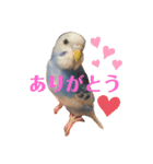 インコのはみごろー（個別スタンプ：8）