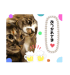 仲良し兄妹のぷぅとベティ*♬*̣̥（個別スタンプ：7）