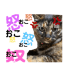 仲良し兄妹のぷぅとベティ*♬*̣̥（個別スタンプ：10）