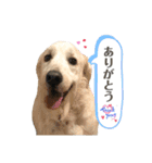 可愛いマカロンちゃん（個別スタンプ：6）
