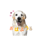 可愛いマカロンちゃん（個別スタンプ：10）
