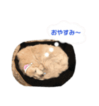 可愛いマカロンちゃん（個別スタンプ：14）