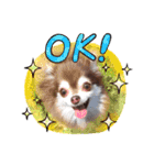 ちわわ！（個別スタンプ：1）