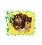ちわわ！（個別スタンプ：2）