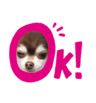 ちわわ！（個別スタンプ：3）