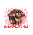 ちわわ！（個別スタンプ：8）