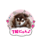 ちわわ！（個別スタンプ：11）