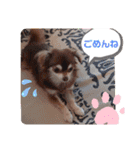 ちわわ！（個別スタンプ：13）