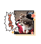 ちわわ！（個別スタンプ：16）