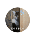 ニナちゃんスタンプ〜あいさつVer.〜（個別スタンプ：2）
