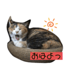 ニナちゃんスタンプ〜あいさつVer.〜（個別スタンプ：12）