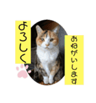 ニナちゃんスタンプ〜あいさつVer.〜（個別スタンプ：37）