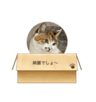 ムツとナナと仲間達（個別スタンプ：2）