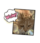 ムツとナナと仲間達（個別スタンプ：6）