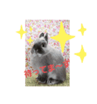 夢うさぎ（個別スタンプ：2）