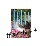 夢うさぎ（個別スタンプ：7）