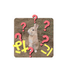 夢うさぎ（個別スタンプ：8）