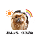 タヌ君日常スタンプ（個別スタンプ：1）