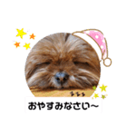 タヌ君日常スタンプ（個別スタンプ：2）