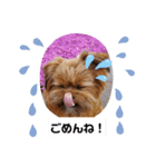 タヌ君日常スタンプ（個別スタンプ：4）
