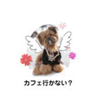 タヌ君日常スタンプ（個別スタンプ：5）