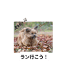 タヌ君日常スタンプ（個別スタンプ：6）