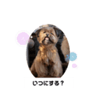 タヌ君日常スタンプ（個別スタンプ：7）