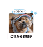 タヌ君日常スタンプ（個別スタンプ：9）