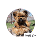 タヌ君日常スタンプ（個別スタンプ：12）