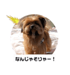 タヌ君日常スタンプ（個別スタンプ：15）