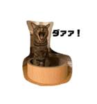 シンバとサンバ（個別スタンプ：2）