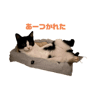 シンバとサンバ（個別スタンプ：4）