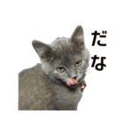 犬と猫、ムカつき可愛い時々コワい2.0（個別スタンプ：1）