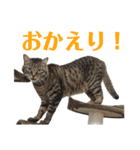 犬と猫、ムカつき可愛い時々コワい2.0（個別スタンプ：3）