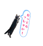 犬と猫、ムカつき可愛い時々コワい2.0（個別スタンプ：4）