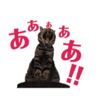 犬と猫、ムカつき可愛い時々コワい2.0（個別スタンプ：7）