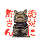 犬と猫、ムカつき可愛い時々コワい2.0（個別スタンプ：9）