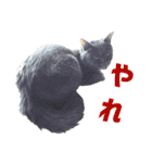 犬と猫、ムカつき可愛い時々コワい2.0（個別スタンプ：10）