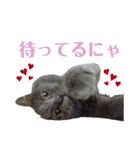 犬と猫、ムカつき可愛い時々コワい2.0（個別スタンプ：11）