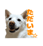 犬と猫、ムカつき可愛い時々コワい2.0（個別スタンプ：12）