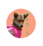 犬と猫、ムカつき可愛い時々コワい2.0（個別スタンプ：13）
